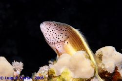 Suis-je belle? Sharm El Sheikh, Egypt. This fish really a... by Luigi Carta 